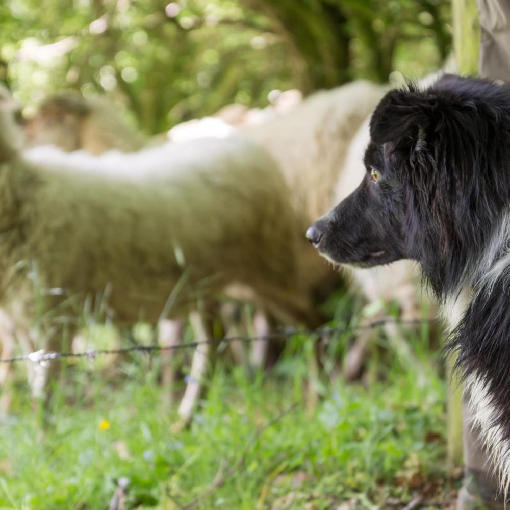 Weekendje weg met de hond: Tips voor wandelen en overnachten