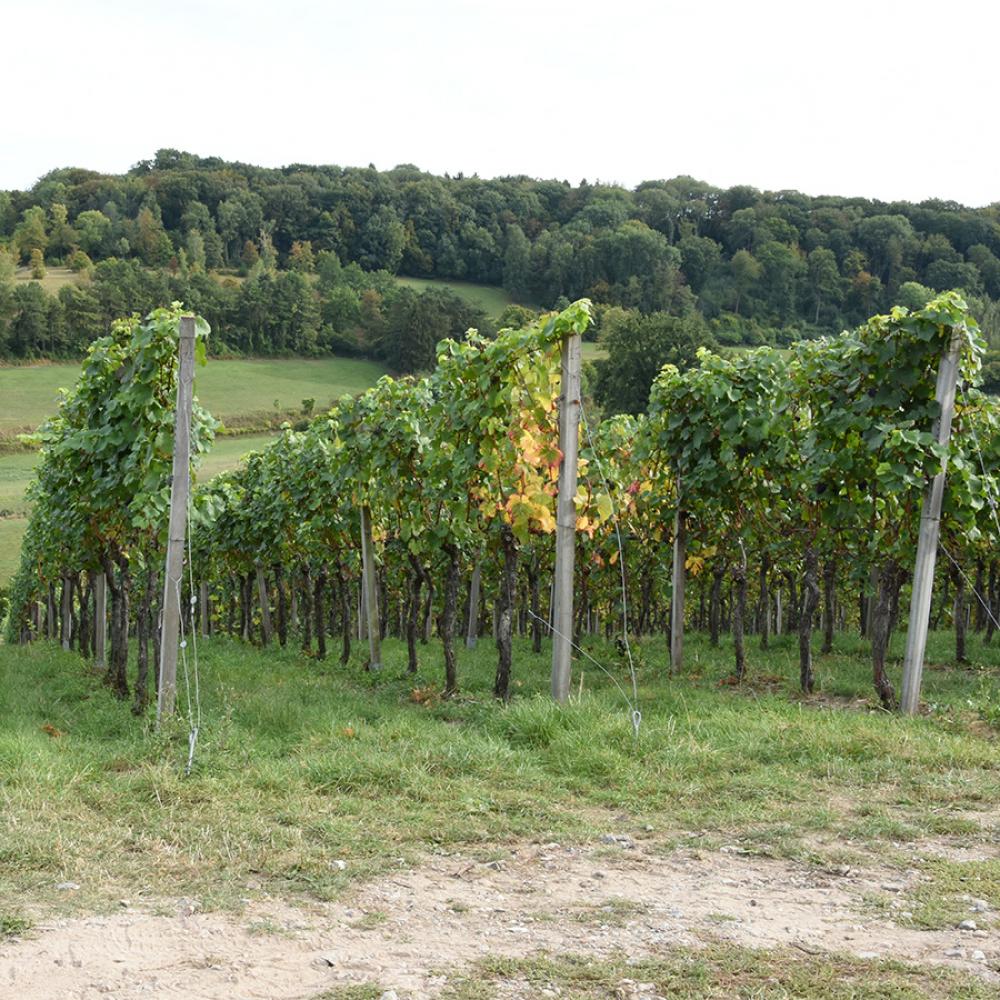 Wandelen en wijnen: de beste combinatie voor een weekend in Zuid-Limburg